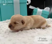 Penn, a male Shorkie for sale in Scottsdale, AZ – 3 of 10