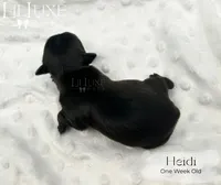 Heidi, a female Yorkshire Terrier for sale in Scottsdale, AZ – 8 of 9