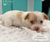 Remi, a female Yorkshire Terrier for sale in Scottsdale, AZ – 8 of 10