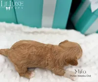 Milo, a male Yorkshire Terrier for sale in Scottsdale, AZ – 9 of 10