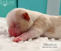 Winston, a male Yorkshire Terrier for sale in Scottsdale, AZ – 8 of 9