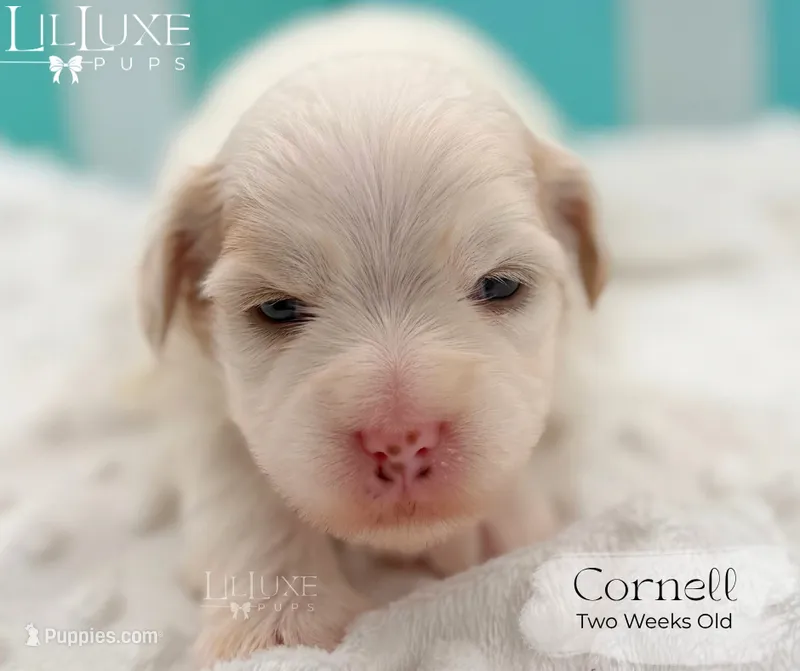 Cornell – Shorkie puppy for sale in Scottsdale, AZ