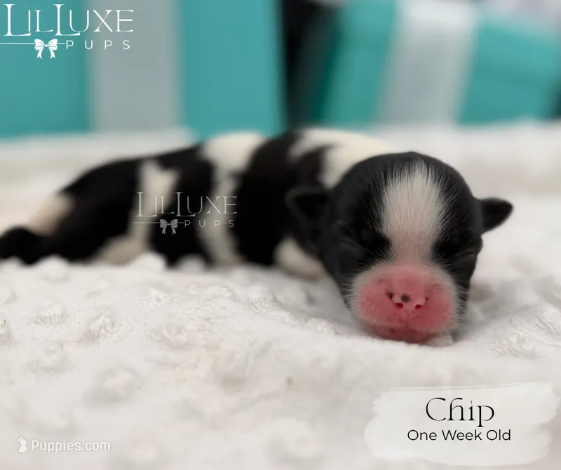Chip – Shorkie puppy for sale in Scottsdale, AZ