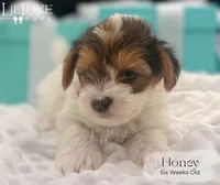 Honey , a female Yorkshire Terrier for sale in Scottsdale, AZ – 7 of 9