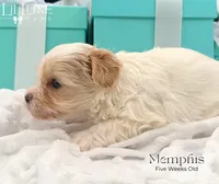 Memphis, a male Morkie for sale in Scottsdale, AZ – 9 of 10
