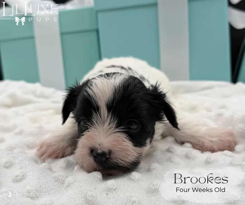 Brookes – Yorkshire Terrier puppy for sale in Scottsdale, AZ