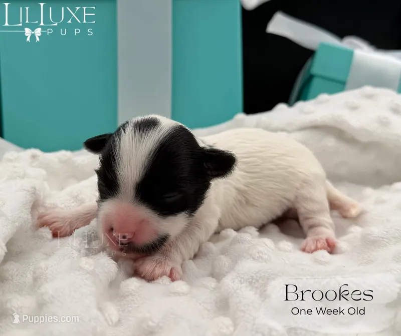 Brookes – Yorkshire Terrier puppy for sale in Scottsdale, AZ