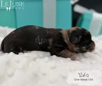 Yale, a male Shorkie for sale in Scottsdale, AZ – 2 of 10