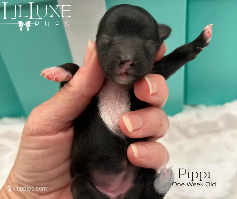 Pippi – Yorkshire Terrier puppy for sale in Scottsdale, AZ