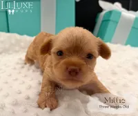 Millie, a female Yorkshire Terrier for sale in Scottsdale, AZ – 3 of 10