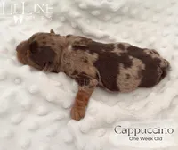 Cappuccino, a female Yorkshire Terrier for sale in Scottsdale, AZ – 10 of 10