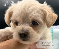 Denver, a male Morkie for sale in Scottsdale, AZ – 9 of 10