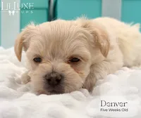 Denver, a male Morkie for sale in Scottsdale, AZ – 4 of 10