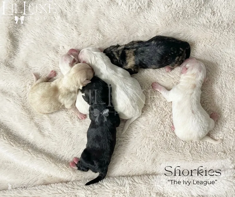 Penny – Shorkie puppy for sale in Scottsdale, AZ