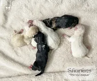 Penny, a female Shorkie for sale in Scottsdale, AZ – 1 of 1