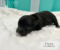 Pippi, a female Yorkshire Terrier for sale in Scottsdale, AZ – 6 of 10