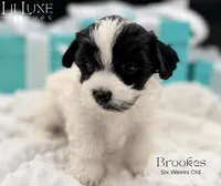 Brookes, a male Yorkshire Terrier for sale in Scottsdale, AZ – 4 of 10