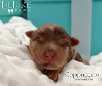 Cappuccino, a female Yorkshire Terrier for sale in Scottsdale, AZ – 8 of 10
