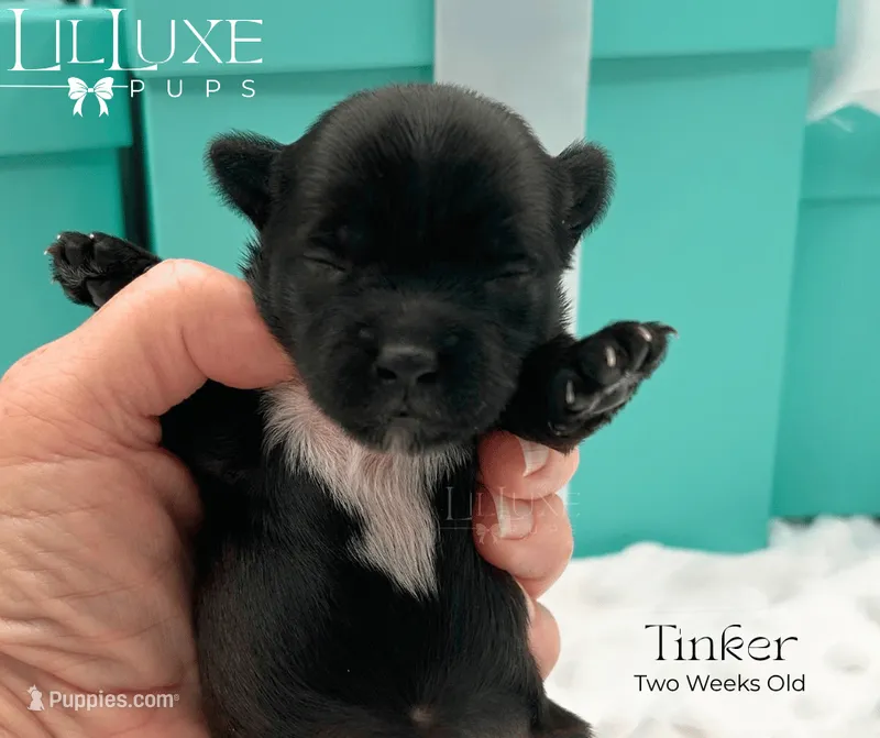 Tinker – Yorkshire Terrier puppy for sale in Scottsdale, AZ