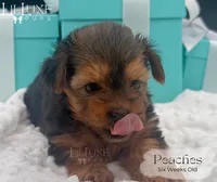 Peaches, a female Yorkshire Terrier for sale in Scottsdale, AZ – 7 of 10