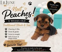 Peaches, a female Yorkshire Terrier for sale in Scottsdale, AZ – 1 of 10