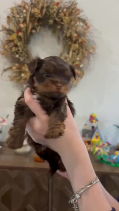 Posie, a female Yorkshire Terrier for sale in Scottsdale, AZ – 9 of 9