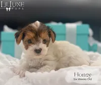 Honey , a female Yorkshire Terrier for sale in Scottsdale, AZ – 6 of 9