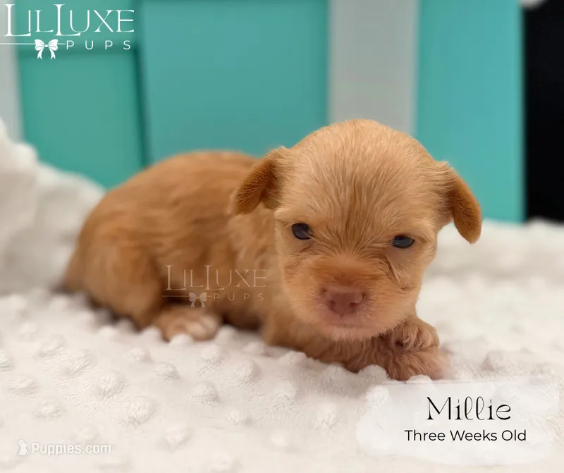 Millie – Yorkshire Terrier puppy for sale in Scottsdale, AZ