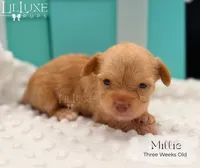 Millie, a female Yorkshire Terrier for sale in Scottsdale, AZ – 1 of 10