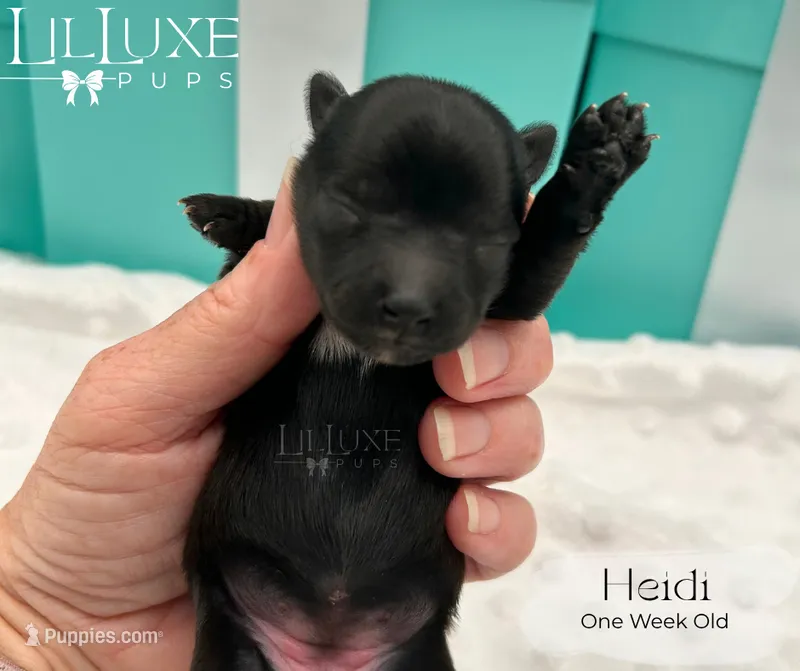 Heidi – Yorkshire Terrier puppy for sale in Scottsdale, AZ