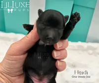 Heidi, a female Yorkshire Terrier for sale in Scottsdale, AZ – 1 of 9