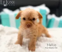 Millie, a female Yorkshire Terrier for sale in Scottsdale, AZ – 7 of 10