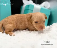 Milo, a male Yorkshire Terrier for sale in Scottsdale, AZ – 5 of 10