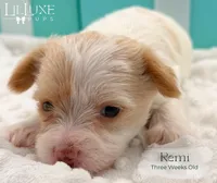 Remi, a female Yorkshire Terrier for sale in Scottsdale, AZ – 6 of 10