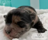 Yale, a male Shorkie for sale in Scottsdale, AZ – 5 of 10