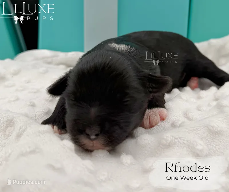 Rhodes – Shorkie puppy for sale in Scottsdale, AZ