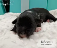 Rhodes, a male Shorkie for sale in Scottsdale, AZ – 1 of 9