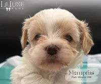 Memphis, a male Morkie for sale in Scottsdale, AZ – 4 of 10