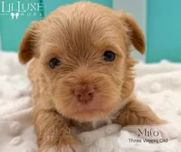 Milo, a male Yorkshire Terrier for sale in Scottsdale, AZ – 2 of 10