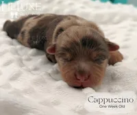 Cappuccino, a female Yorkshire Terrier for sale in Scottsdale, AZ – 6 of 10