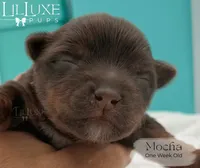Mocha, a female Yorkshire Terrier for sale in Scottsdale, AZ – 2 of 10