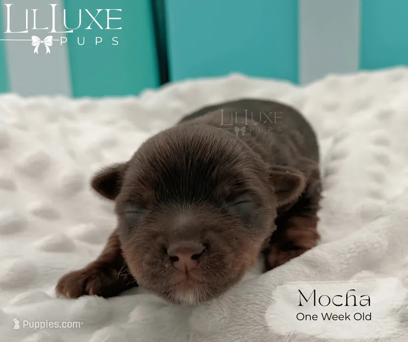 Mocha – Yorkshire Terrier puppy for sale in Scottsdale, AZ