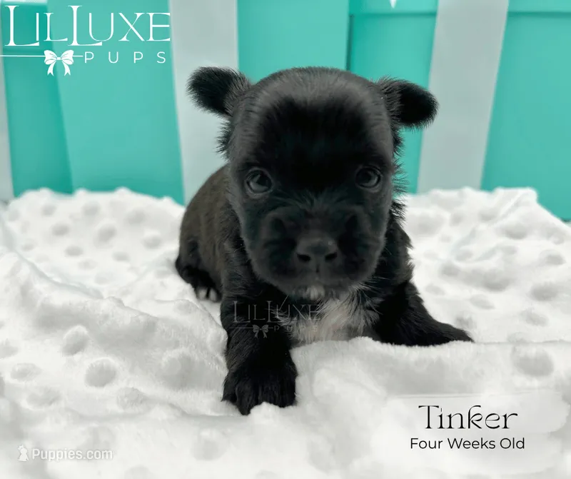 Tinker – Yorkshire Terrier puppy for sale in Scottsdale, AZ