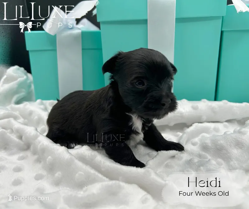 Heidi – Yorkshire Terrier puppy for sale in Scottsdale, AZ