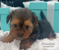 Peaches, a female Yorkshire Terrier for sale in Scottsdale, AZ – 6 of 10