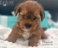 Biscuit, a male Yorkshire Terrier for sale in Scottsdale, AZ – 6 of 8