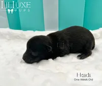 Heidi, a female Yorkshire Terrier for sale in Scottsdale, AZ – 2 of 9