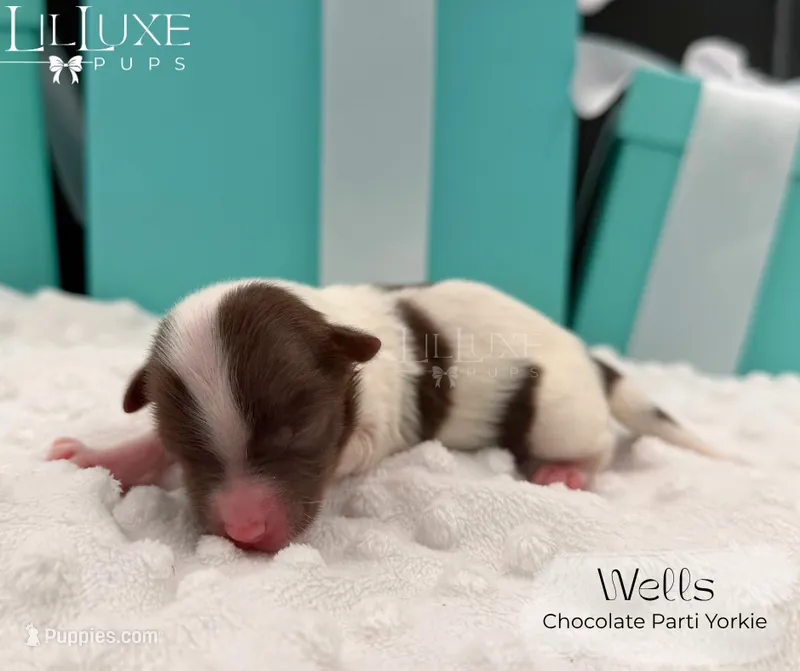 Wells – Yorkshire Terrier puppy for sale in Scottsdale, AZ