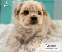 Austin, a male Morkie for sale in Scottsdale, AZ – 10 of 10