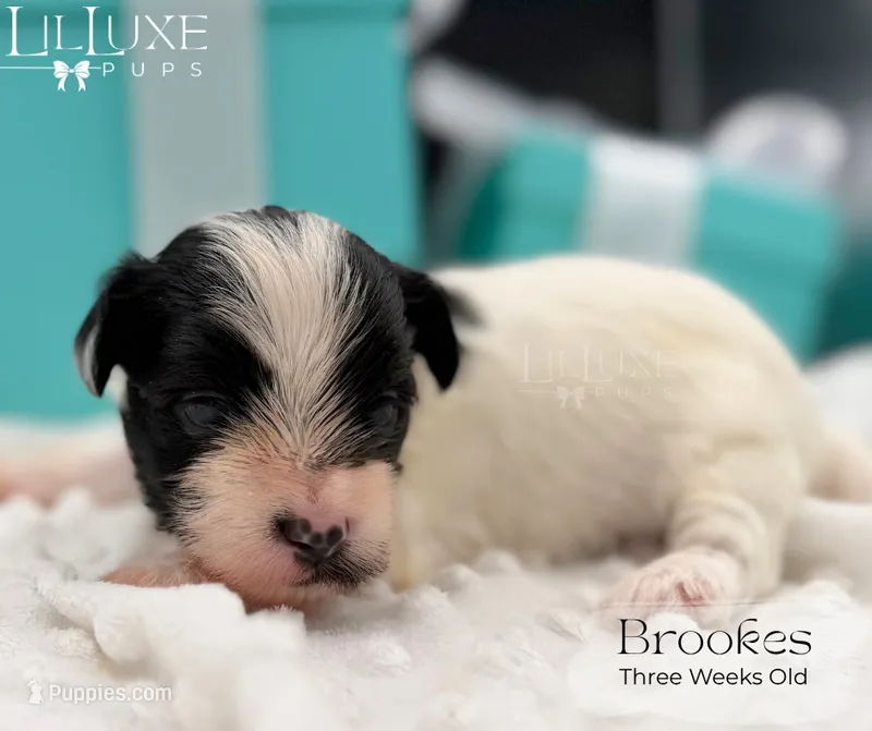 Brookes – Yorkshire Terrier puppy for sale in Scottsdale, AZ